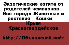  Экзотические котята от родителей чемпионов - Все города Животные и растения » Кошки   . Крым,Красногвардейское